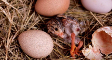 Správná inkubace vajec perliček: tipy a triky